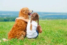 Photo of Ways You Can Make Money If You Love Animals