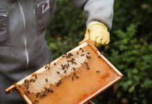 Photo of How To Get Started With A Beekeeping Business