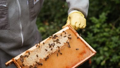 Photo of How To Get Started With A Beekeeping Business